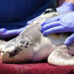 Endangered Kemp's Ridley Sea Turtle Nesting Season Kicks Off at Padre Island