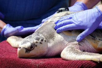 Endangered Kemp's Ridley Sea Turtle Nesting Season Kicks Off at Padre Island